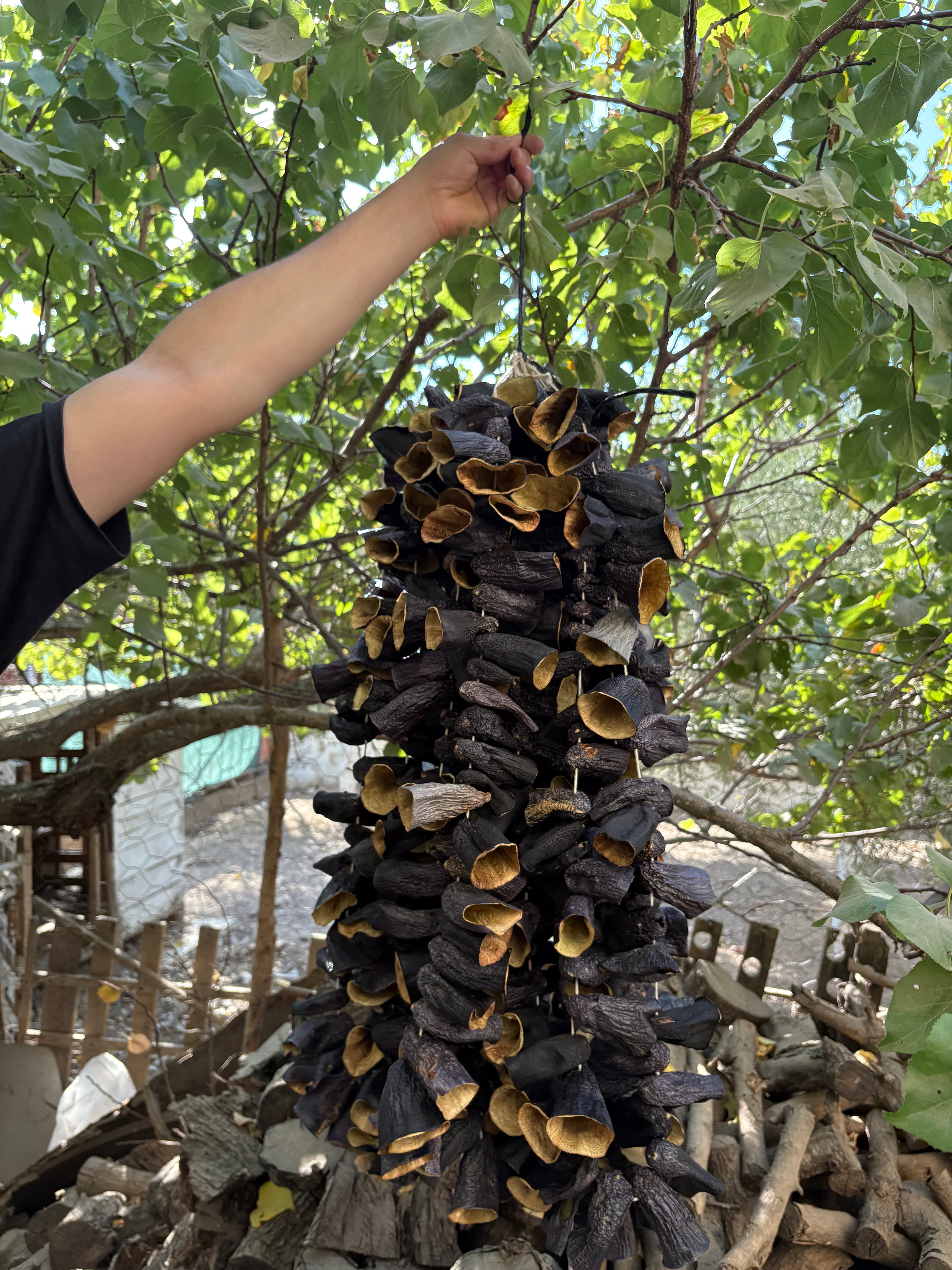 Güneşte Kurumuş Burun Patlıcan