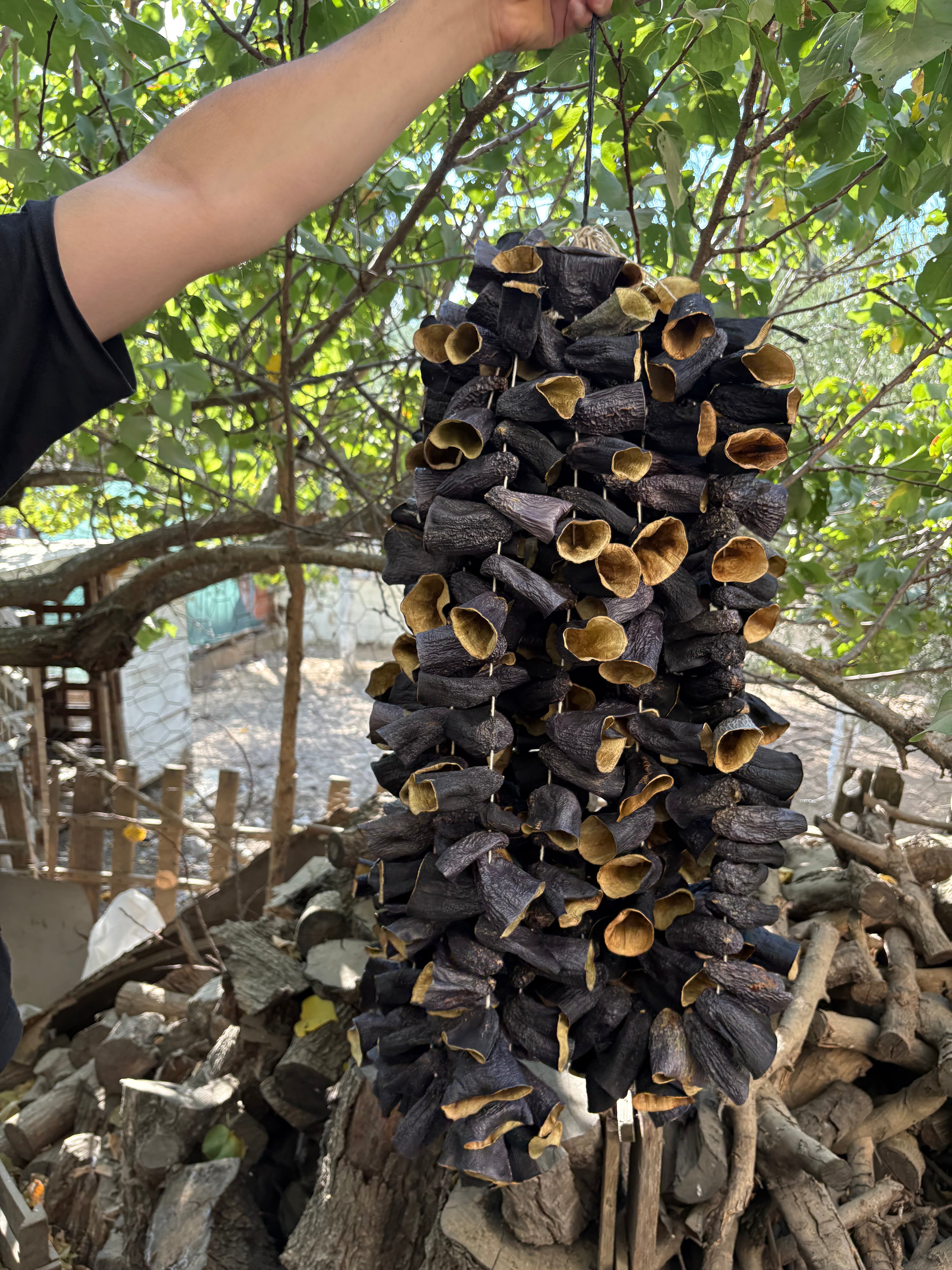 Güneşte Kurumuş Burun Patlıcan