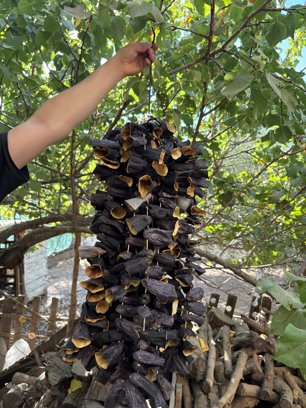 Güneşte Kurumuş Burun Patlıcan